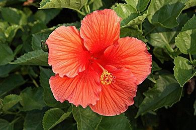 《JOJO的奇妙冒险 群星之战 重制版》 第五弹预告公布